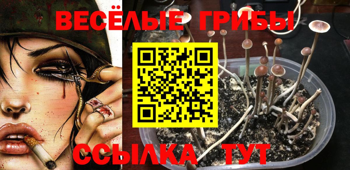 наркошоп  Псилоцибиновые грибы GOLDEN TEACHER  Гулькевичи  Галлюциногенные грибы мицелий 